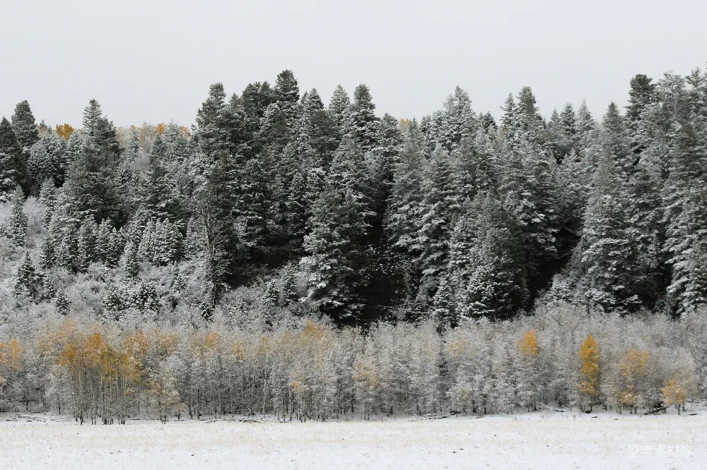 高清摄影 冬天 自然风光 雪景 森林 宁静 冬日雪景中的松树林
