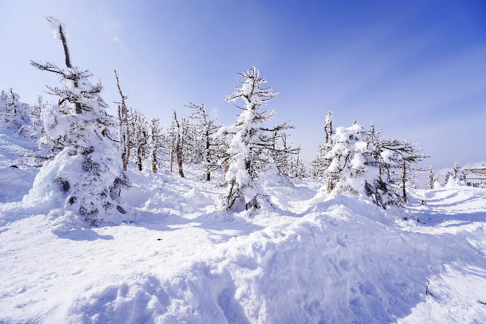 高清摄影 冬季 雪景 自然风光 宁静 户外 雪后的松树林