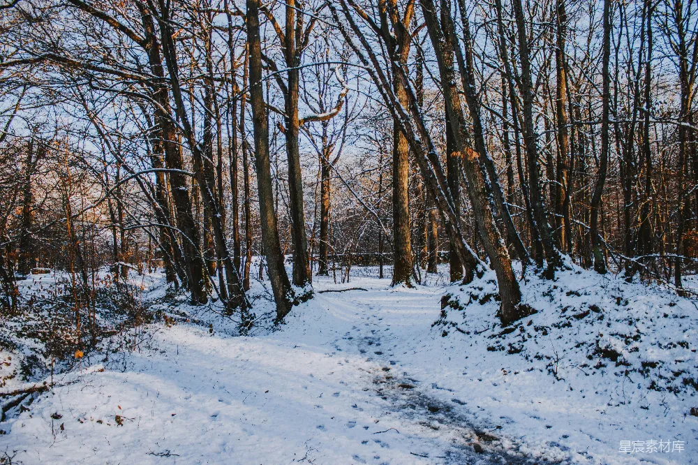 高清摄影 冬季 自然 户外 静谧 雪景 冬日森林小径