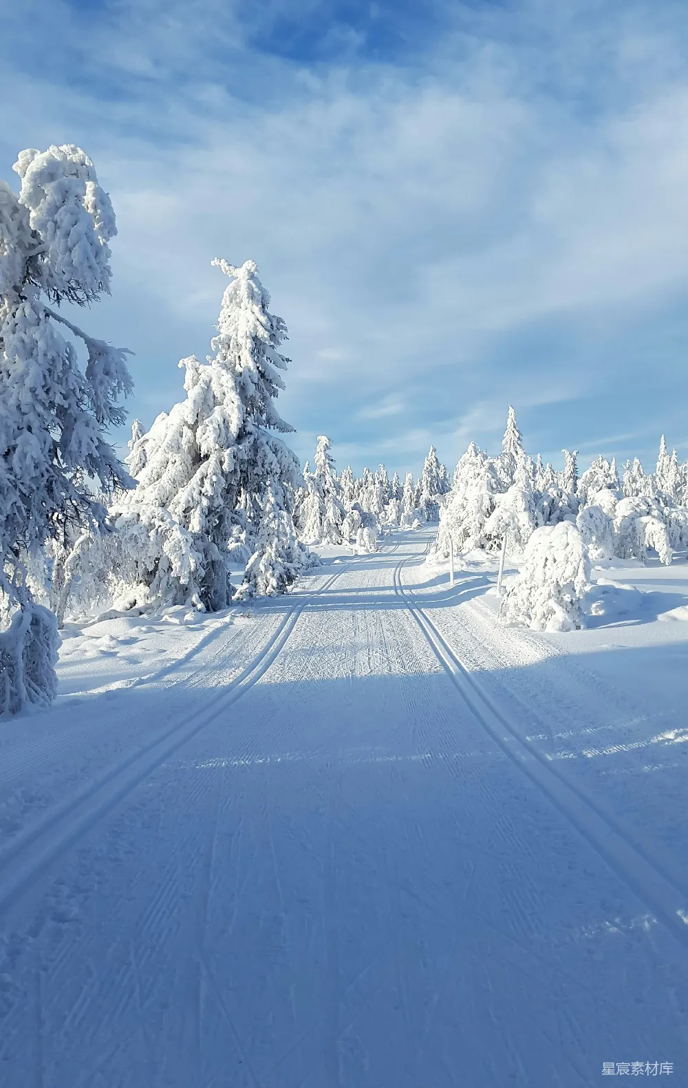 高清摄影 雪景 自然风光 冬季 森林 户外 雪地中的森林小径