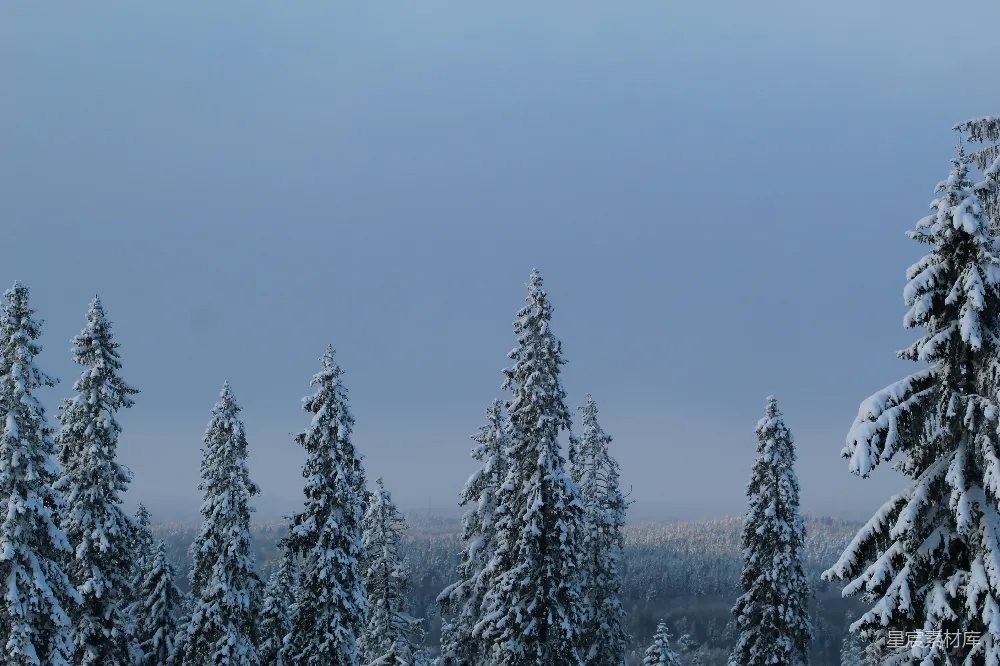 高清摄影 冬季 雪景 自然风光 森林 宁静 冬日雪景中的松树