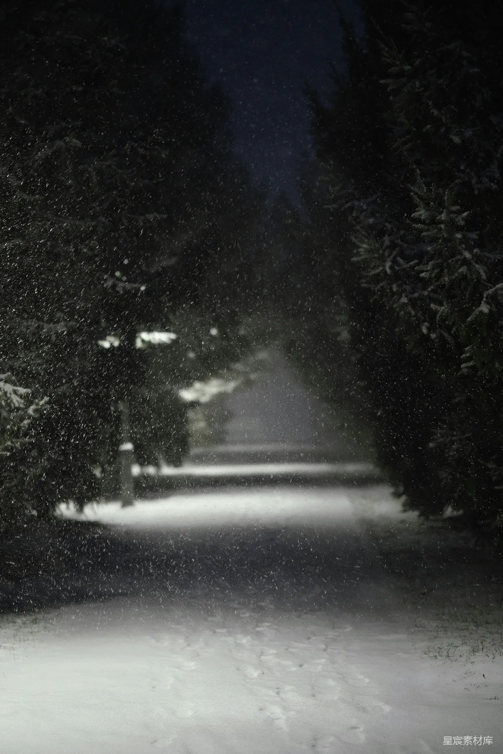 高清摄影 冬夜 雪景 自然 宁静 冬季 冬夜雪景