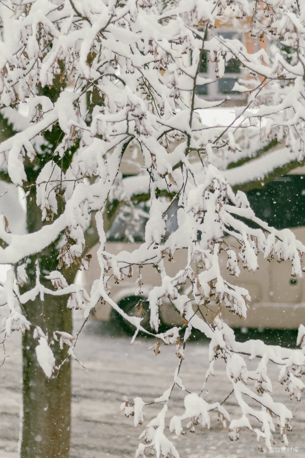 高清摄影 冬日 雪景 自然 宁静 冬季 冬日雪景中的树木