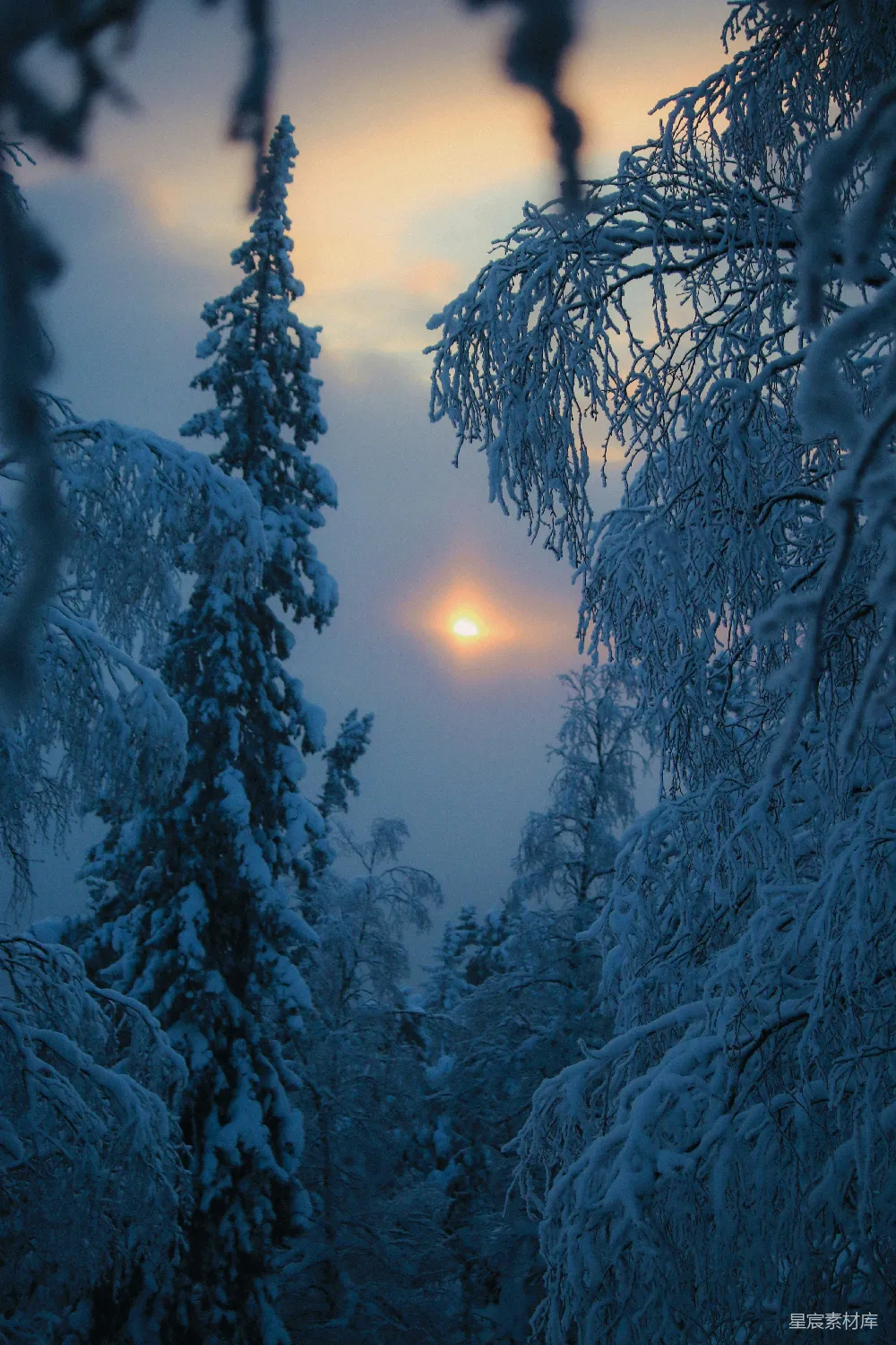 高清摄影 冬季 雪景 黄昏 自然风光 宁静 冬日黄昏的雪林