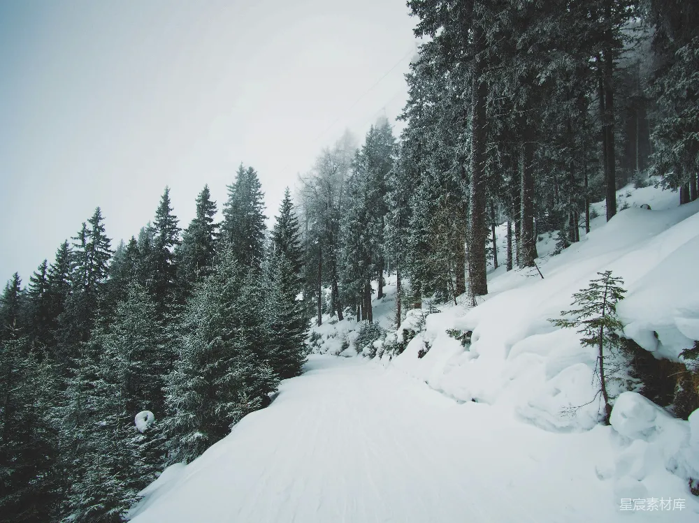 高清摄影 雪景 森林 冬季 自然 宁静 雪后的松林小径