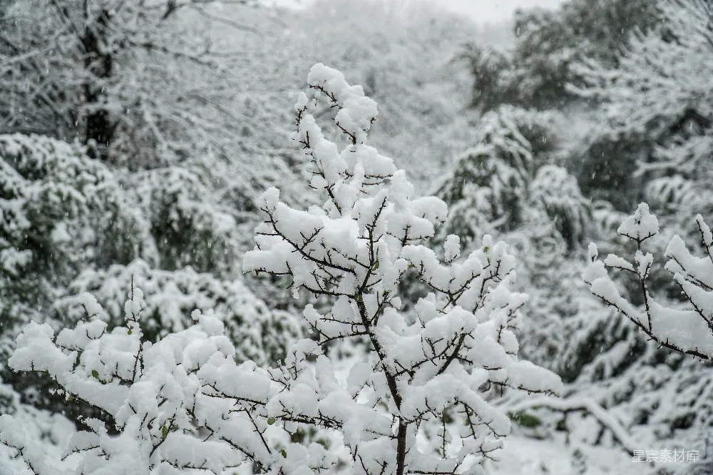 高清摄影 雪景 自然风光 冬季 树木 宁静 冬日雪景中的树枝