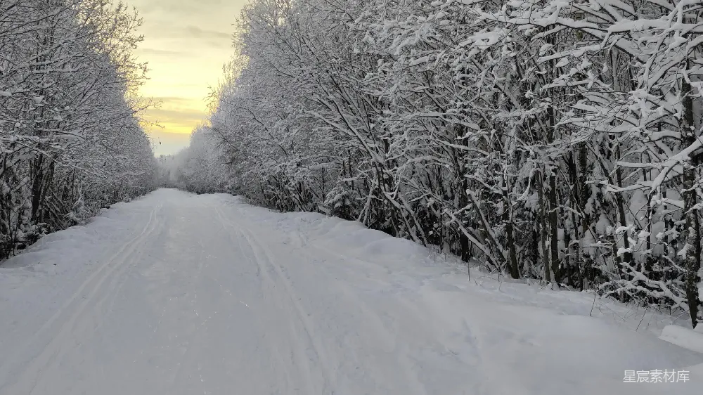 高清摄影 雪景 冬季 森林 宁静 自然 雪景中的冬日小径