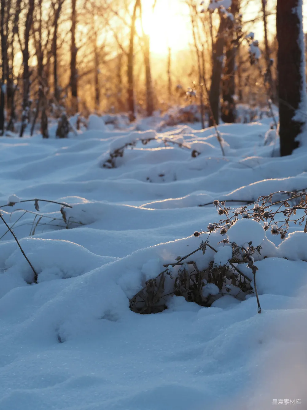 高清摄影 冬季 雪地 黄昏 自然 宁静 冬日黄昏的雪地