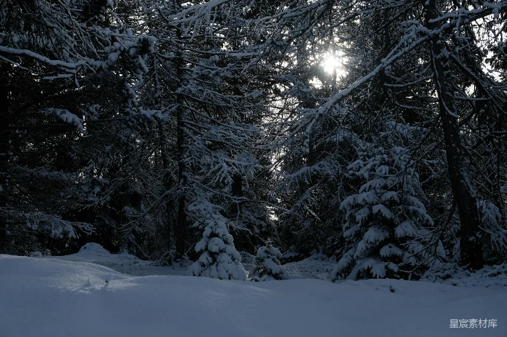 高清摄影 冬季 森林 雪景 自然 宁静 冬日森林的阳光