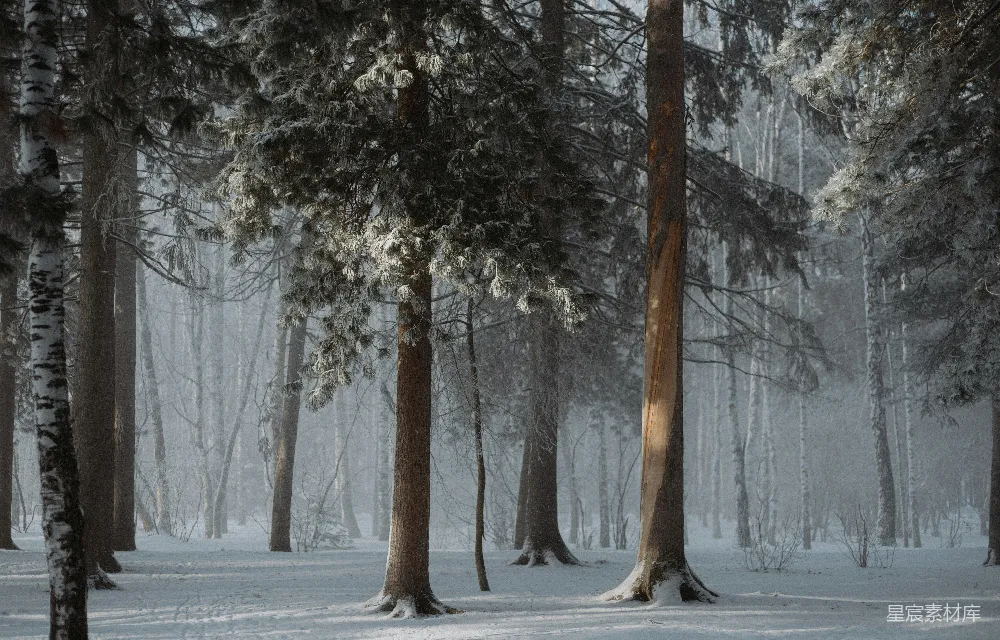 高清摄影 冬季 森林 雪景 自然 宁静 冬日森林雪景