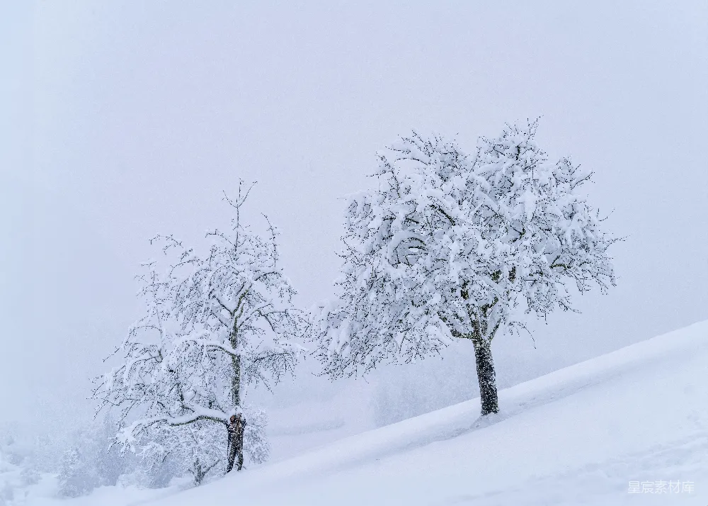 高清摄影 冬景 自然 雪景 宁静 户外 雪中的树