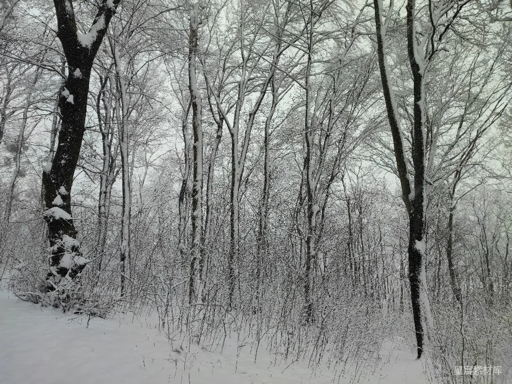 高清摄影 冬季 雪景 森林 自然 静谧 冬日雪林静谧之美