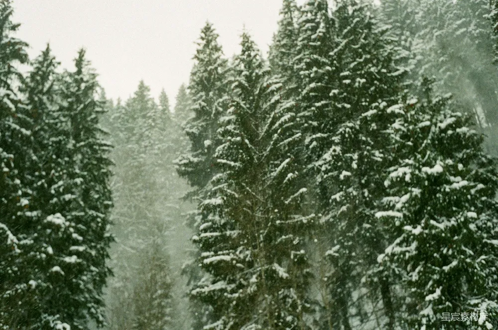 高清摄影 雪景 自然风光 冬季 森林 宁静 雪中的松林