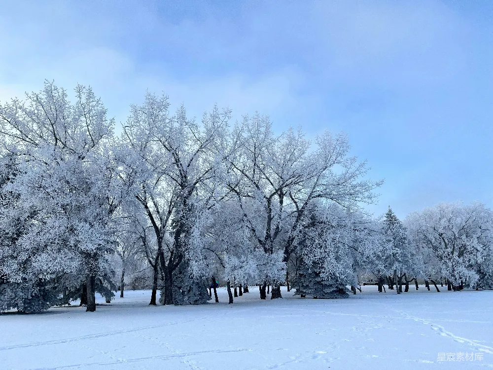 高清摄影 雪景 冬季 自然 宁静 户外 冬日雪景