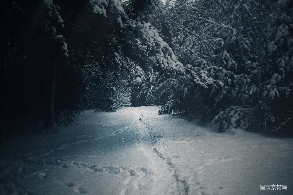 高清摄影 雪地 森林 路径 宁静 冬季 冬日雪地小径