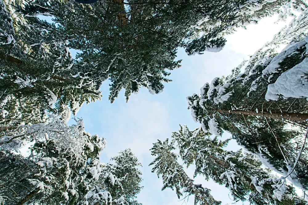 高清摄影 冬日 雪林 仰望 自然 宁静 冬日雪林仰望