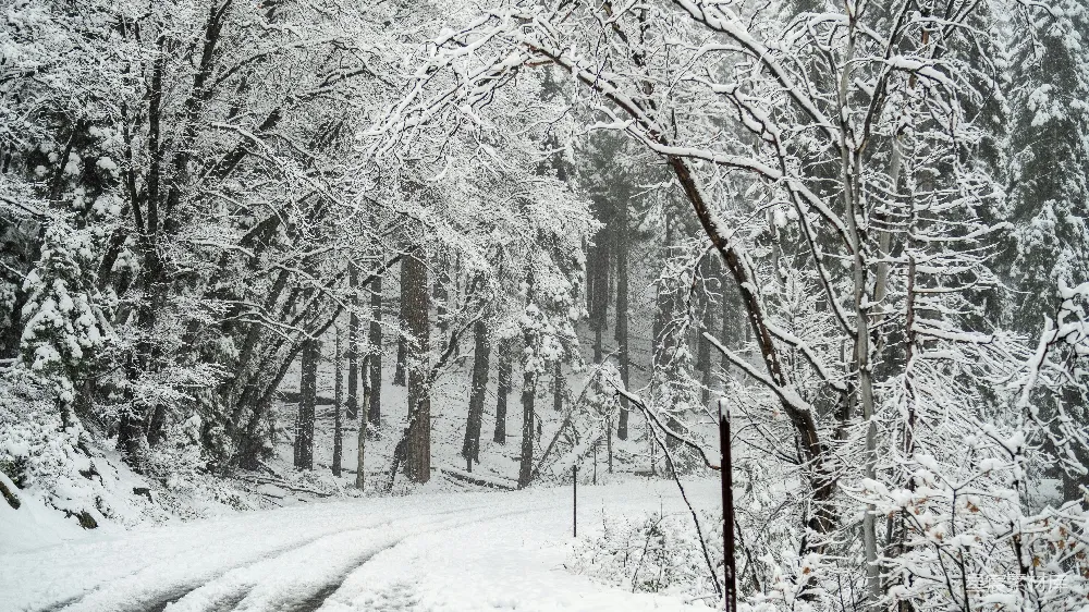 高清摄影 雪景 森林 自然 冬季 宁静 雪后森林小径