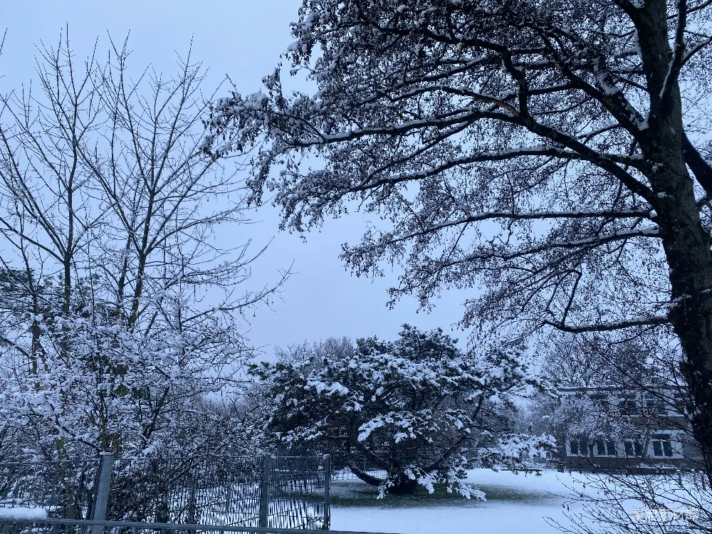 高清摄影 雪景 自然 冬季 树木 宁静 冬日雪景中的树木
