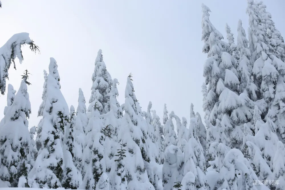 高清摄影 冬季 自然风光 雪景 森林 宁静 雪后的松树林
