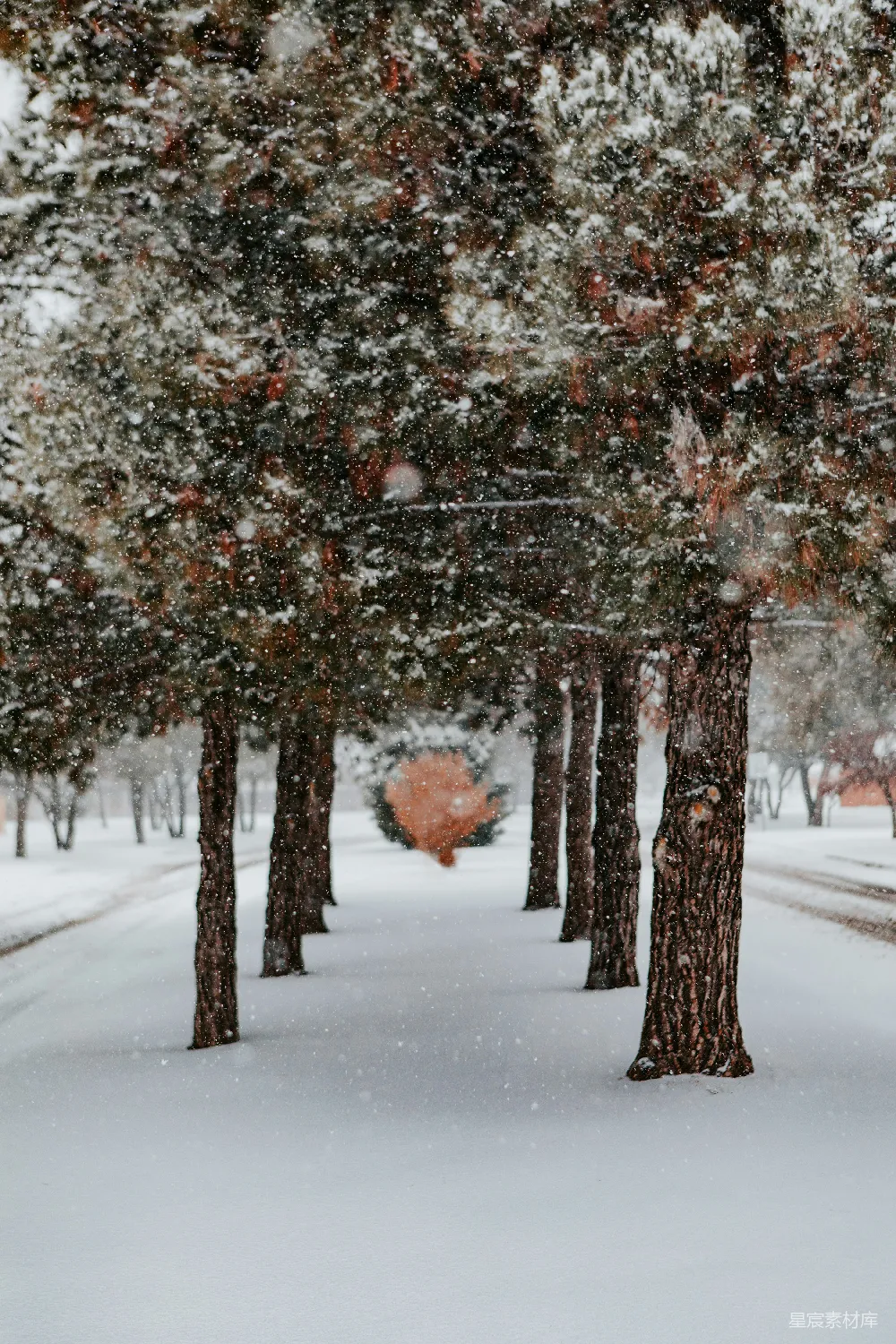高清摄影 雪景 自然风光 松树 冬季 宁静 雪中的松树林