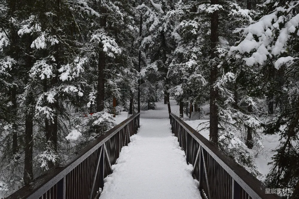 高清摄影 雪景 森林 木桥 自然 冬季 雪后森林中的木桥