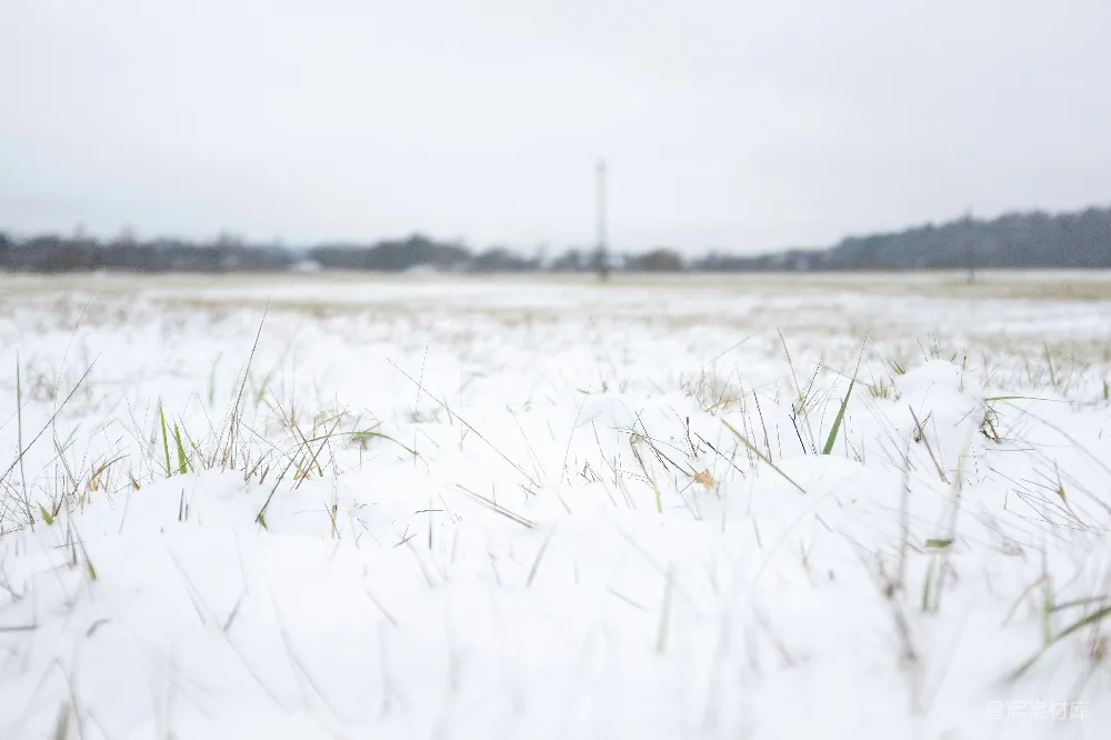 高清摄影 雪景 自然 宁静 冬季 户外 雪中的草地