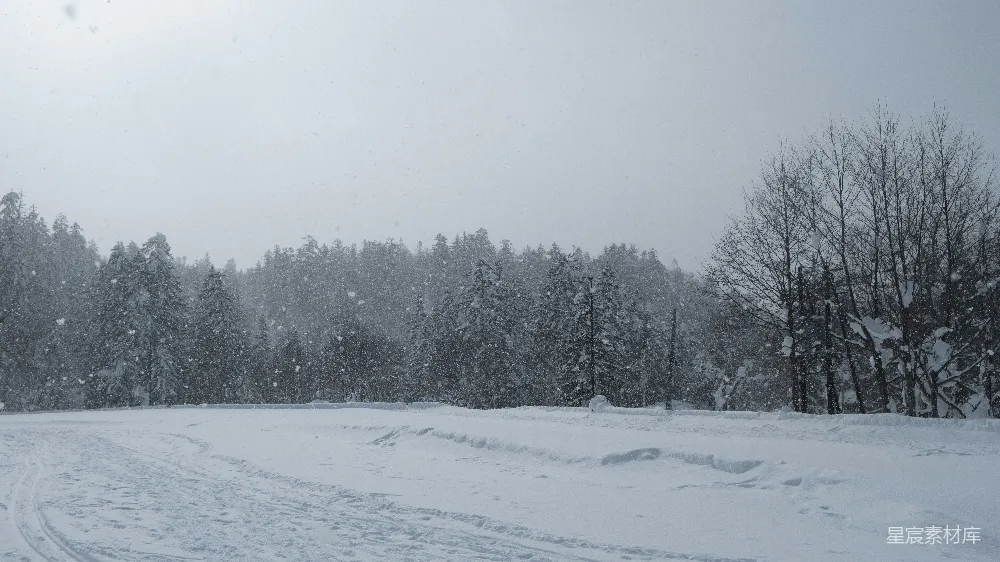 高清摄影 雪景 冬季 森林 静谧 自然 冬日雪景中的静谧森林