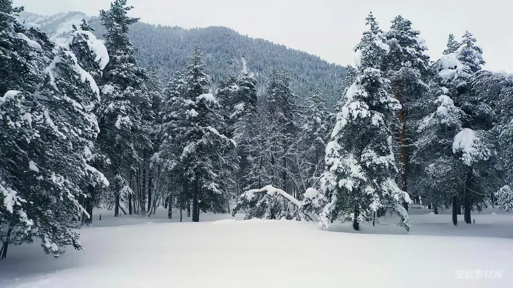 高清摄影 雪景 森林 自然 冬季 宁静 冬日雪林