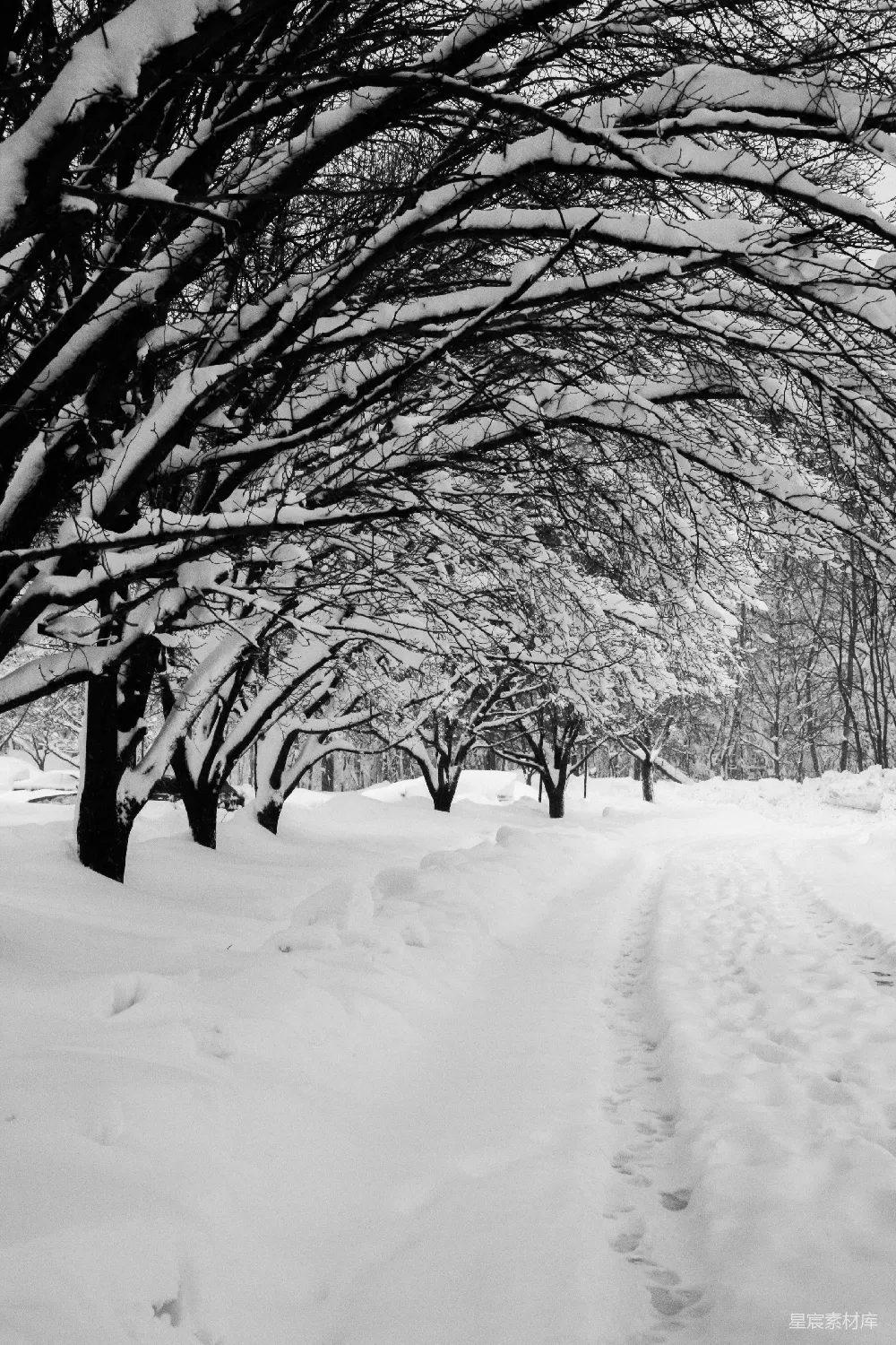 高清摄影 雪景 冬季 自然 森林 黑白 雪后森林的小径