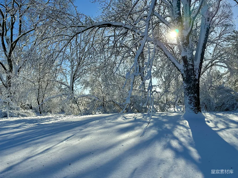 高清摄影 冬季 雪景 自然风光 阳光 宁静 冬日阳光洒满雪林
