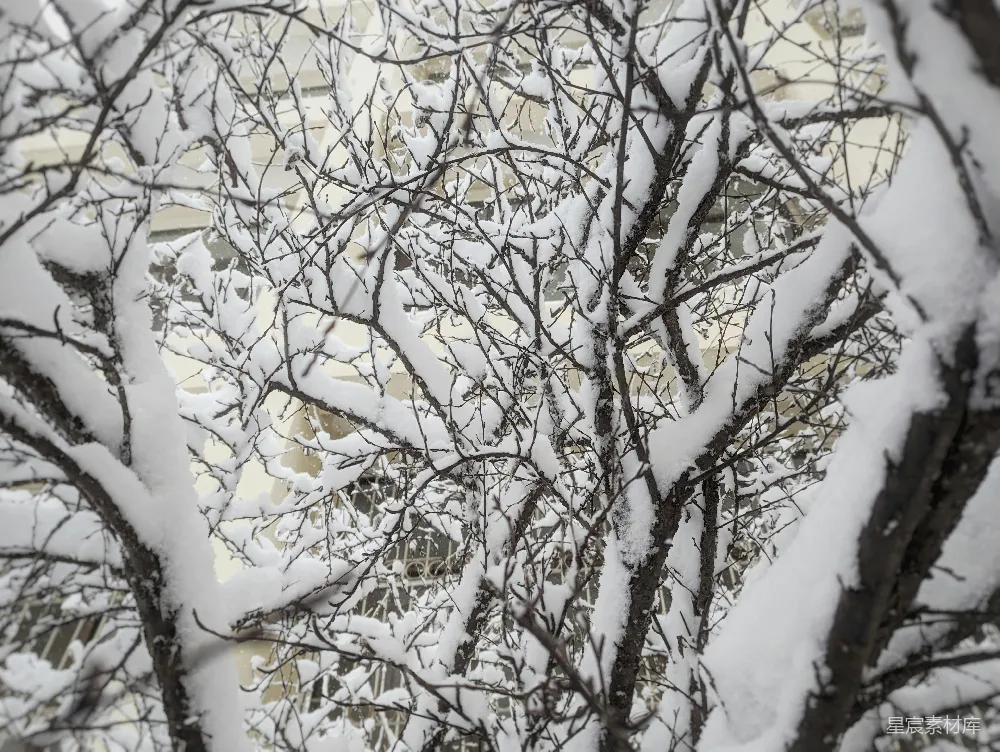 高清摄影 雪景 冬季 自然 树枝 城市 冬日树梢的雪景