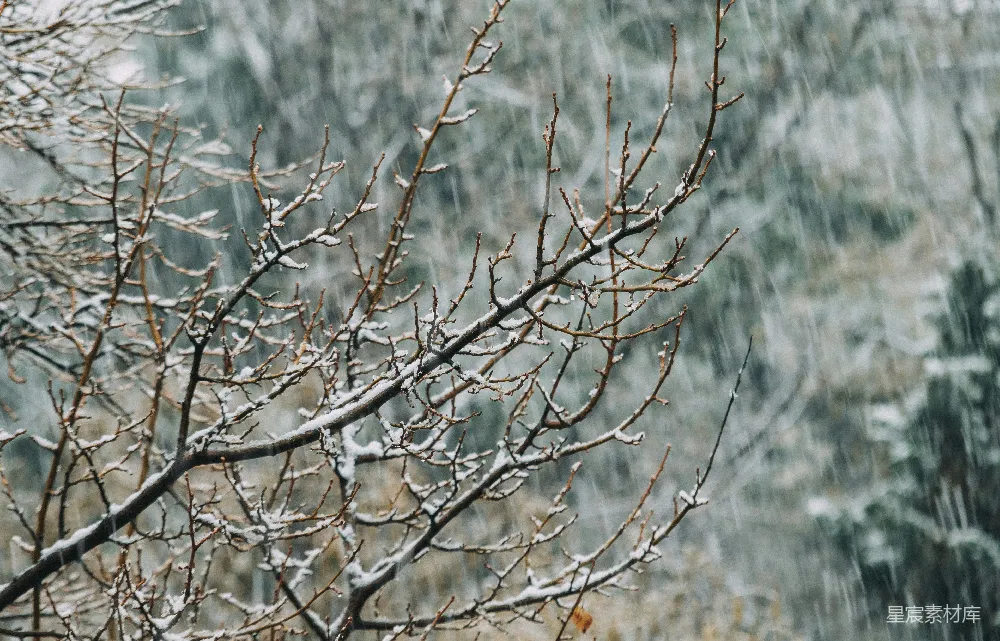 高清摄影 冬季 自然 雪景 树枝 宁静 冬日雪花中的枯枝