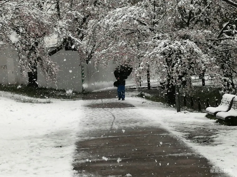 高清摄影 雪景 冬季 自然 宁静 户外 雪中漫步