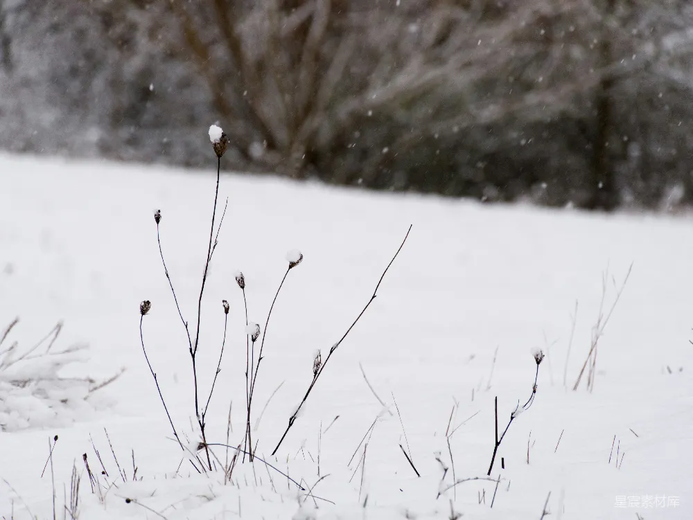 高清摄影 冬季 自然 雪景 枯草 静谧 雪中的枯草