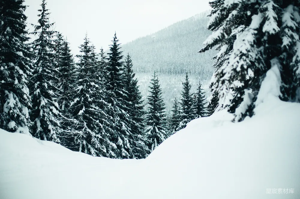 高清摄影 雪景 森林 宁静 冬季 自然 雪后的宁静森林