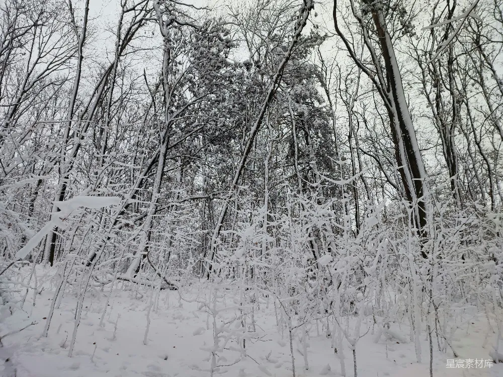 高清摄影 冬季 雪景 自然风光 森林 宁静 冬日雪景下的森林