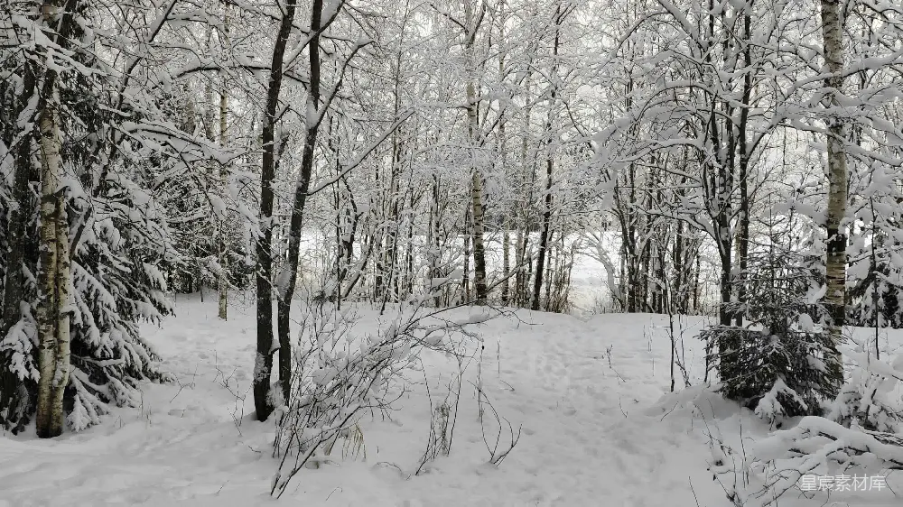 高清摄影 冬季 自然 雪景 森林 宁静 冬日森林雪景