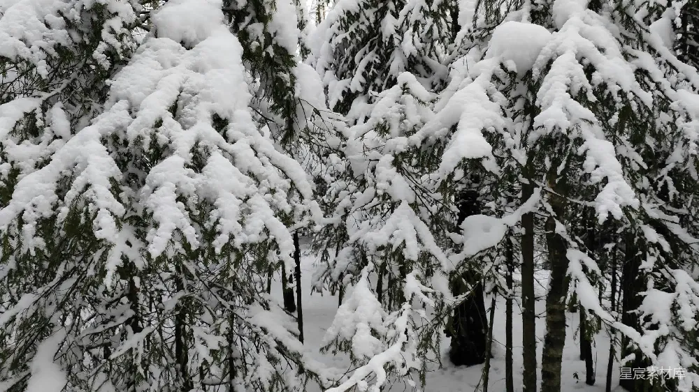 高清摄影 冬天 自然 风景 雪景 森林 雪覆盖的松树林