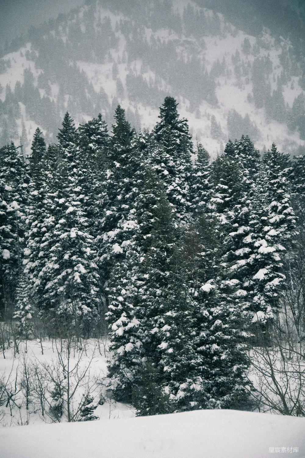 高清摄影 雪景 松树 自然风光 冬季 宁静 雪后的松树林