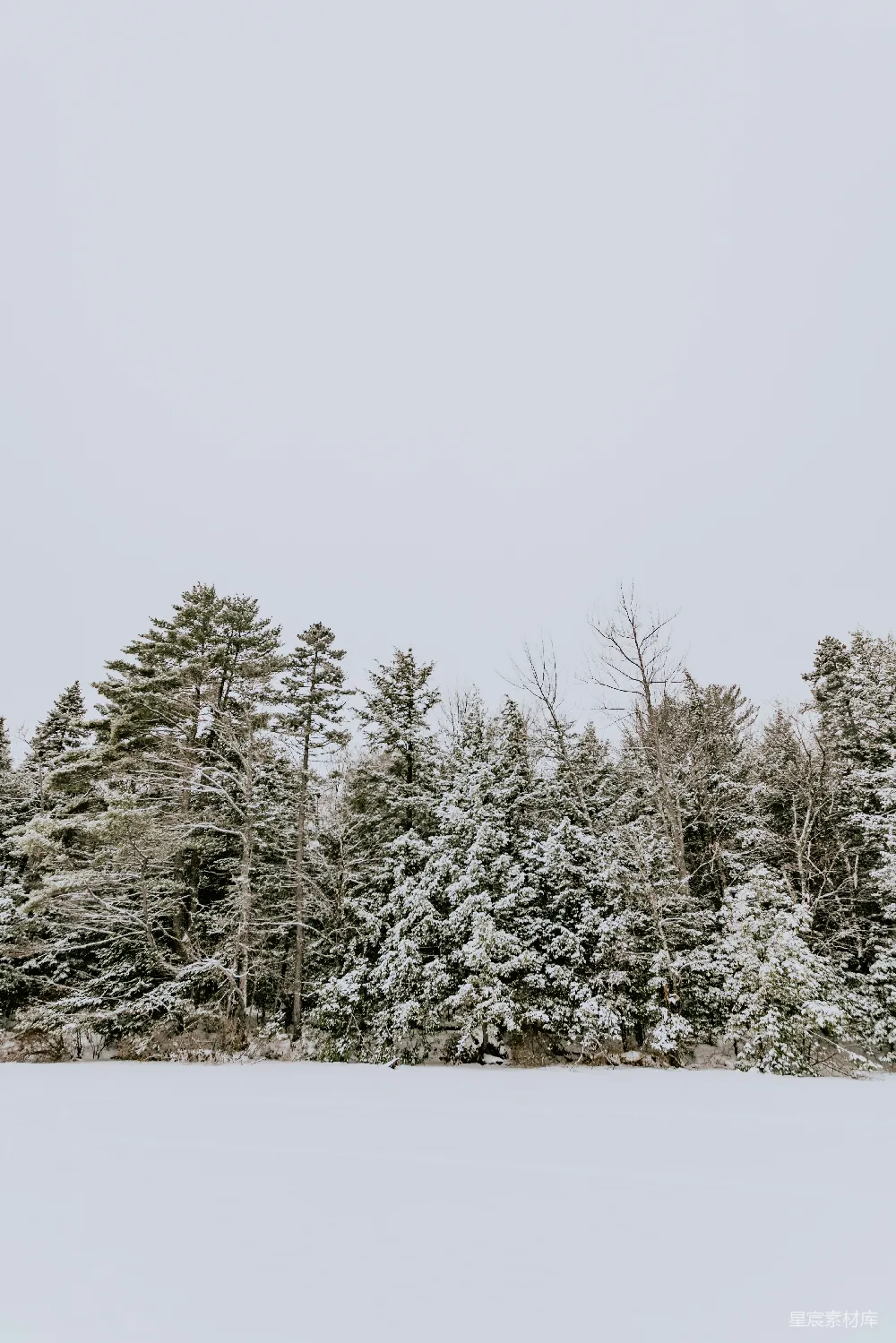 高清摄影 冬季 雪景 森林 宁静 自然 冬日静谧的雪景