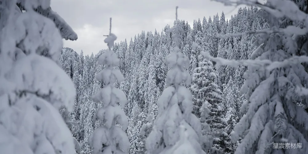 高清摄影 雪景 松林 冬季 自然风光 宁静 雪覆松林