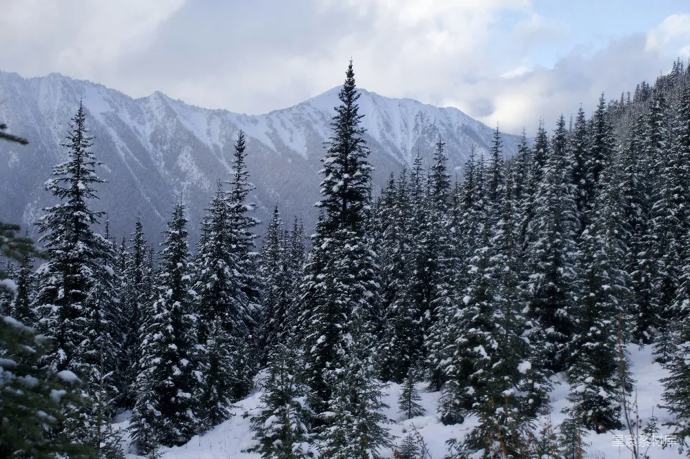高清摄影 雪景 森林 自然风光 冬季 户外 雪覆山林