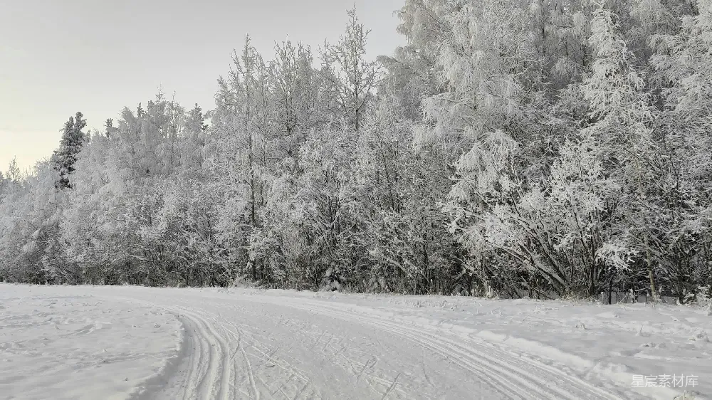 高清摄影 雪景 森林 宁静 冬季 自然 冬日雪景，宁静森林