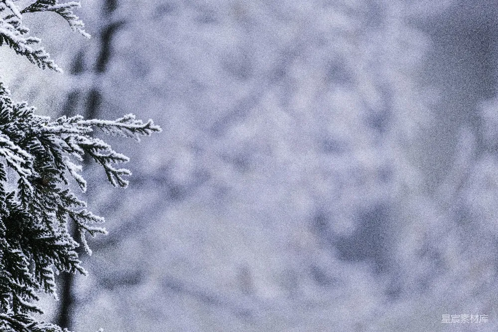 高清摄影 冬季 自然 雪景 松树 宁静 冬日雪景中的松树