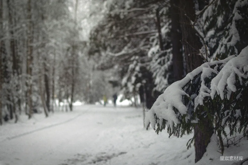 高清摄影 雪景 森林 小径 冬季 自然 冬日雪景中的森林小径