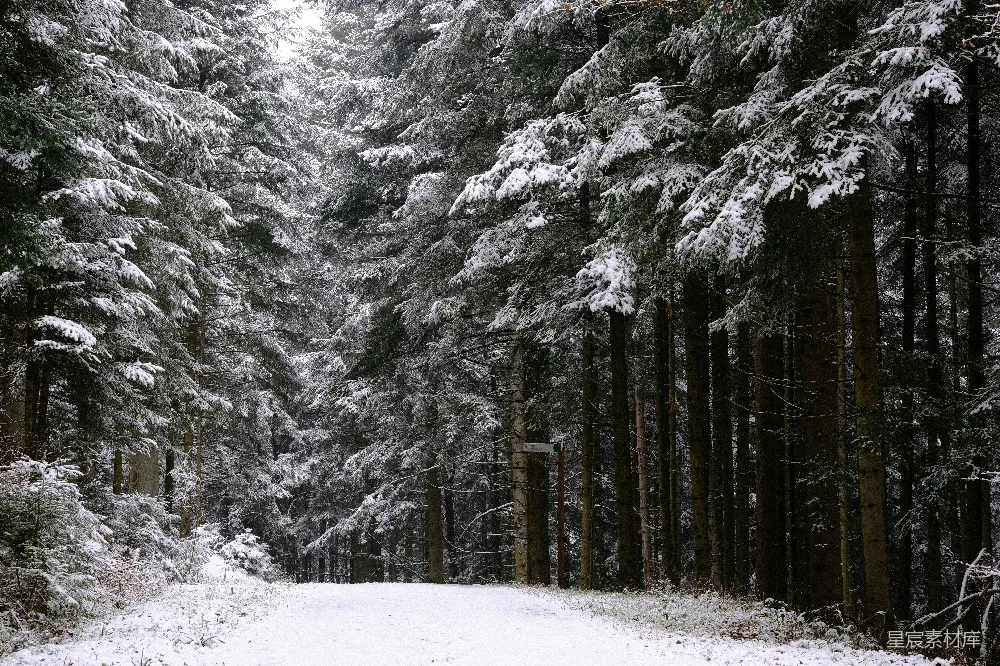 高清摄影 雪景 森林 小径 冬季 自然 冬日雪林小径