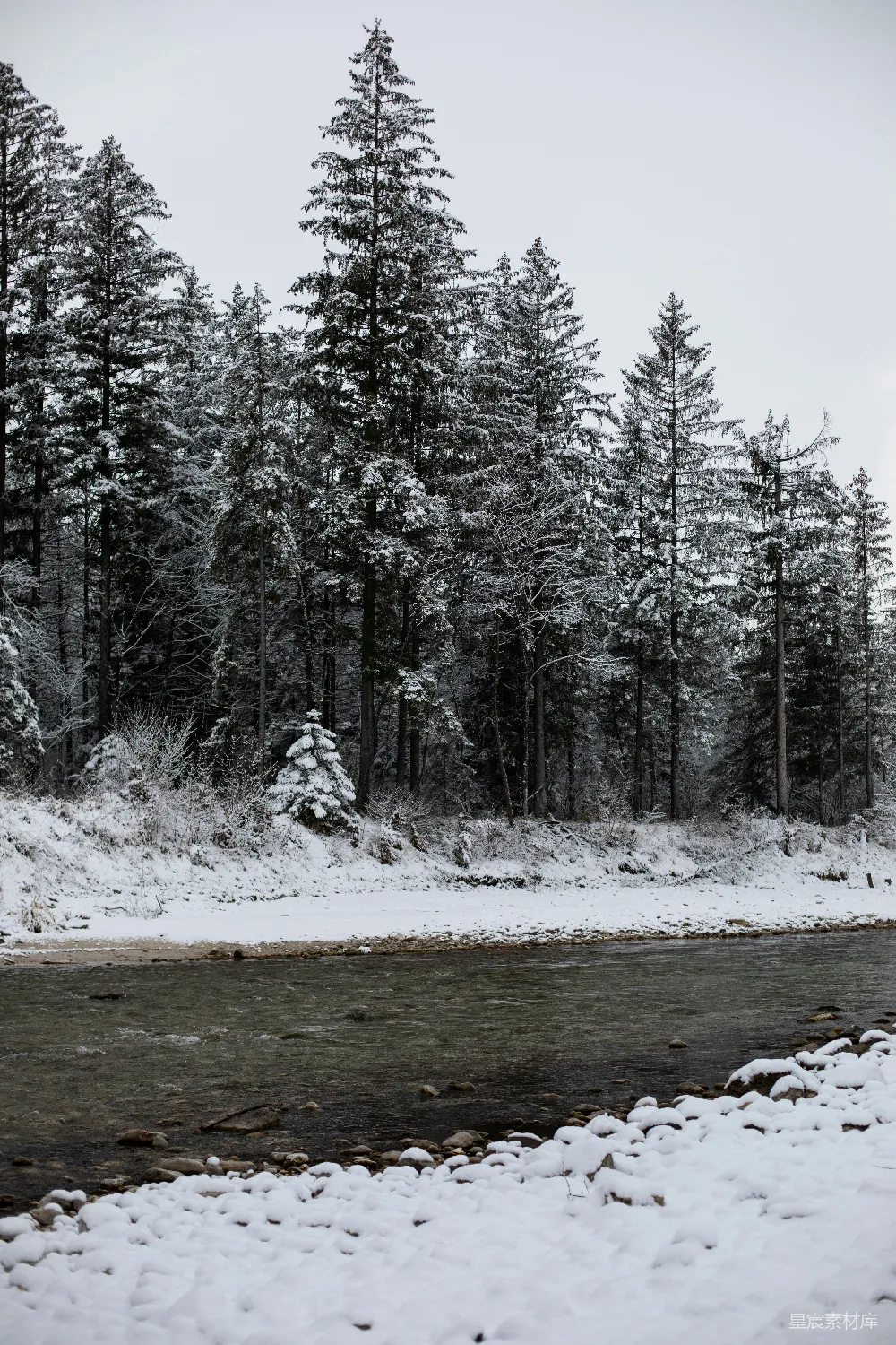高清摄影 冬季 自然风光 河流 雪景 森林 冬日雪景中的河流与松树