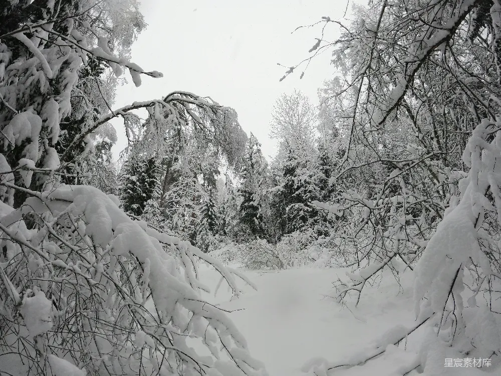 高清摄影 雪景 冬季 自然风光 静谧 森林 冬日雪林