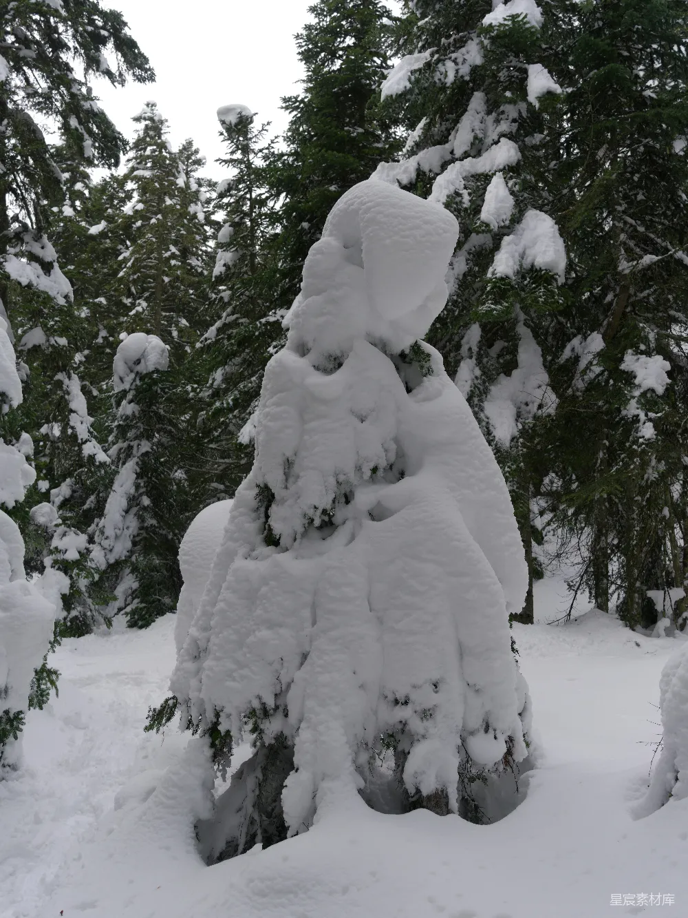 高清摄影 雪景 自然 冬季 森林 冷峻 雪覆盖的树木