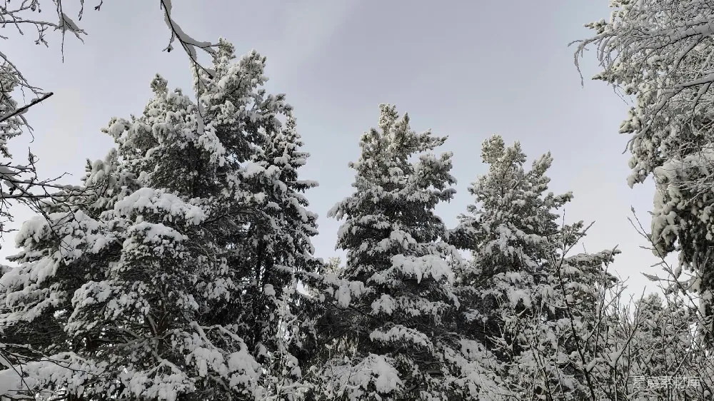 高清摄影 雪景 松树 冬季 自然风光 宁静 冬日雪景中的松树